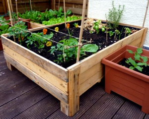 How To Grow Vegetables in Wooden Boxes?