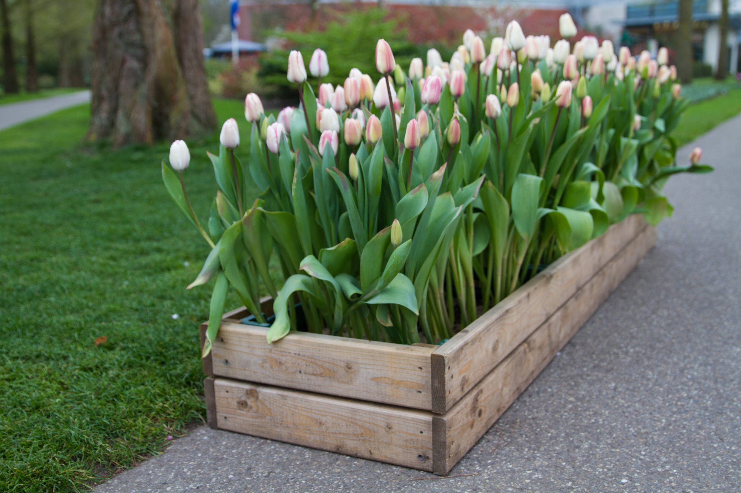How To Make Wooden Plant Boxes?
